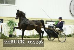 24BUCK_02536 thumbnail