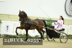 24BUCK_02537 thumbnail