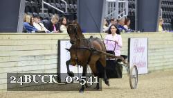 24BUCK_02541 thumbnail