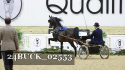24BUCK_02553 thumbnail