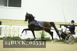 24BUCK_02554 thumbnail