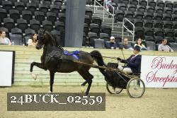 24BUCK_02559 thumbnail