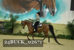 24BUCK_02671 thumbnail