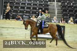 24BUCK_02696 thumbnail