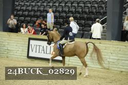 24BUCK_02829 thumbnail
