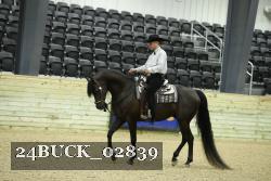 24BUCK_02839 thumbnail