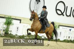 24BUCK_02891 thumbnail