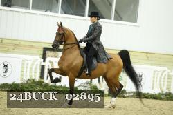 24BUCK_02895 thumbnail