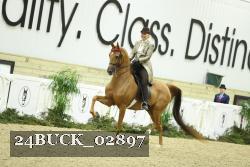 24BUCK_02897 thumbnail