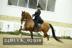 24BUCK_02910 thumbnail