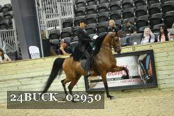24BUCK_02950 thumbnail