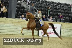 24BUCK_02975 thumbnail