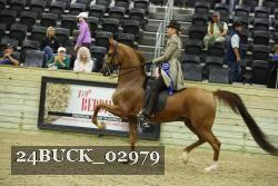24BUCK_02979 thumbnail