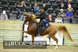24BUCK_03250 thumbnail