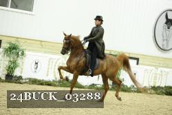 24BUCK_03288 thumbnail