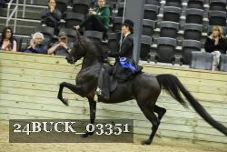24BUCK_03351 thumbnail