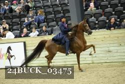 24BUCK_03475 thumbnail