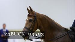 24BUCK_03503 thumbnail