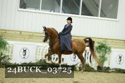 24BUCK_03725 thumbnail