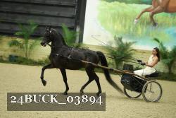 24BUCK_03894 thumbnail