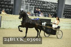 24BUCK_03901 thumbnail