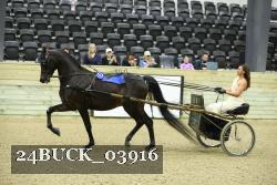 24BUCK_03916 thumbnail