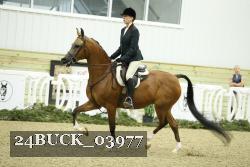 24BUCK_03977 thumbnail