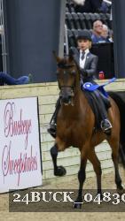 24BUCK_04830 thumbnail