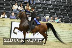 24BUCK_04897 thumbnail
