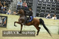 24BUCK_04899 thumbnail