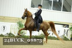 24BUCK_08873 thumbnail