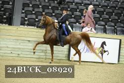24BUCK_08929 thumbnail