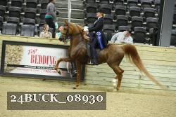24BUCK_08930 thumbnail