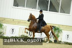 24BUCK_05201 thumbnail