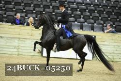 24BUCK_05250 thumbnail