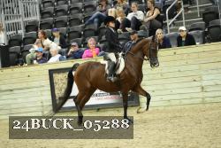 24BUCK_05288 thumbnail