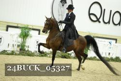 24BUCK_05327 thumbnail