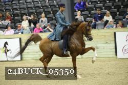 24BUCK_05350 thumbnail