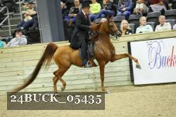 24BUCK_05435 thumbnail
