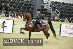 24BUCK_05701 thumbnail