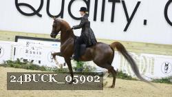 24BUCK_05902 thumbnail