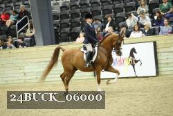 24BUCK_06000 thumbnail