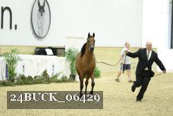 24BUCK_06429 thumbnail