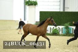24BUCK_06431 thumbnail