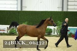 24BUCK_06432 thumbnail
