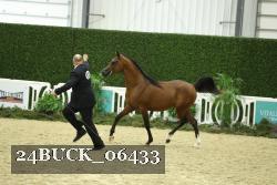 24BUCK_06433 thumbnail