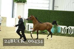 24BUCK_06434 thumbnail