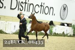 24BUCK_06435 thumbnail