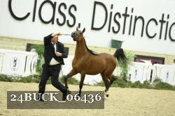 24BUCK_06436 thumbnail