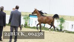 24BUCK_06438 thumbnail